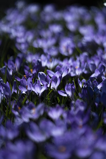 Purple spring crocus