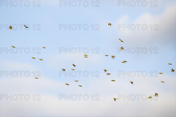 Eurasian siskin