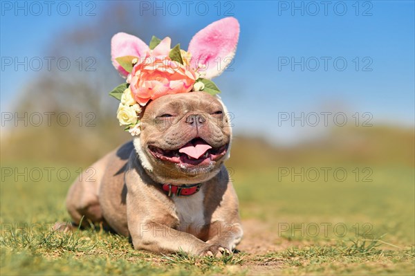 French Bulldog dog dressed up with Easter rabbit ears headband with flowers
