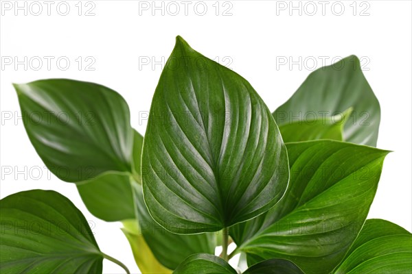 Leaf of tropical Homalomena Rubescens Emerald Gem houseplant on white background