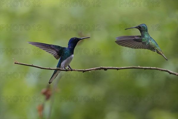 White necked Jacobin