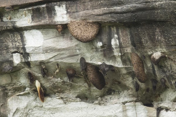 Swarm of himalayan giant honey bee