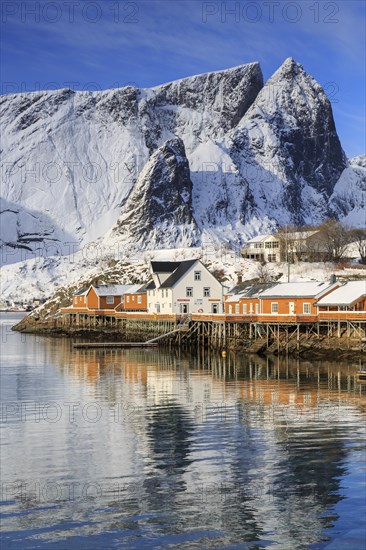 Yellow rorbuer in winter