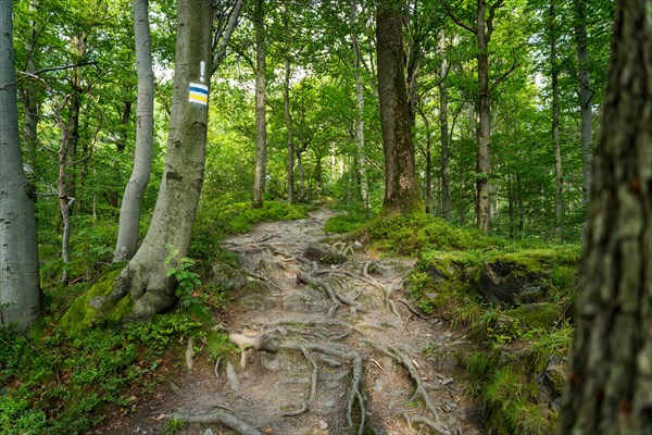 Marking of the hiking trail in yellow and blue