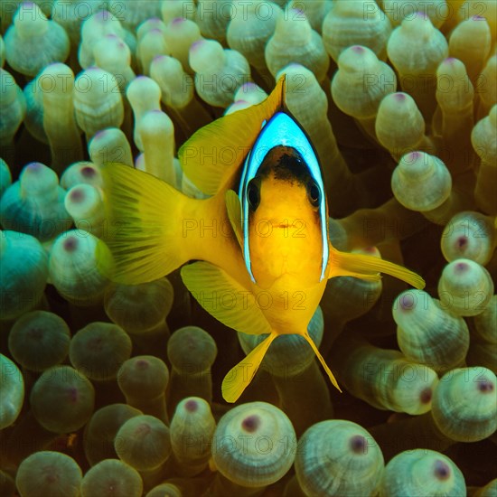 Red sea clownfish