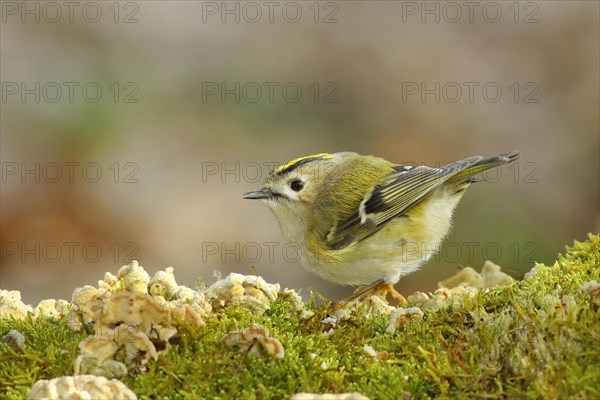 Winter Goldcrest