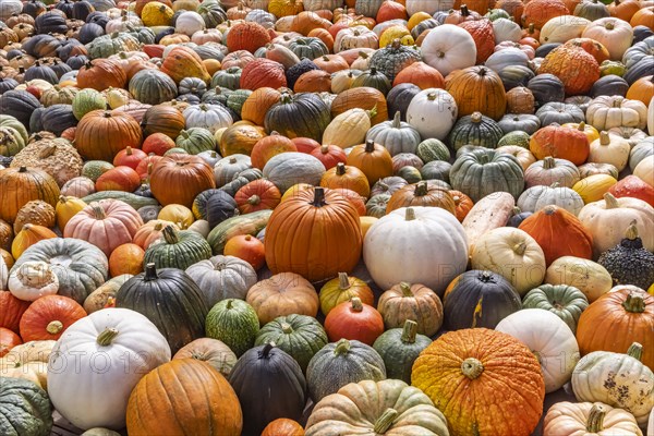 Pumpkin exhibition in the Bluehende Barock