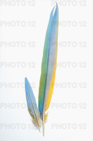 Parrot feathers in blue