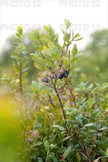 Bog bilberry