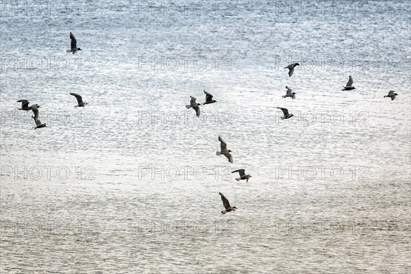 Flock of seagulls flying over the North Sea