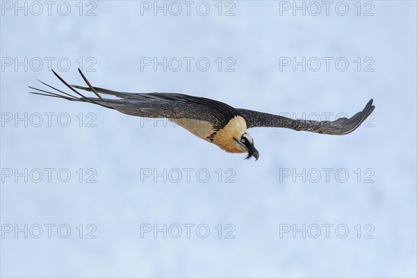 Bearded vulture