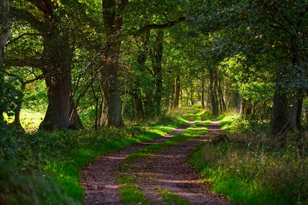 Forest path in the Duvenstedter Brook nature reserve