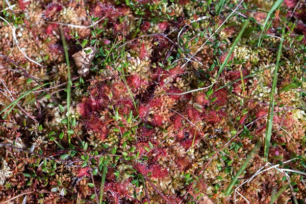 Common sundew