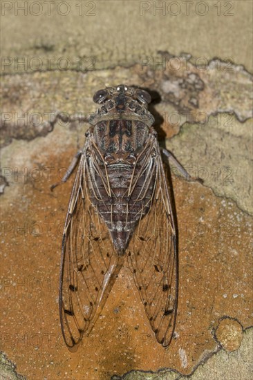 Cicada