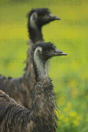 Emu