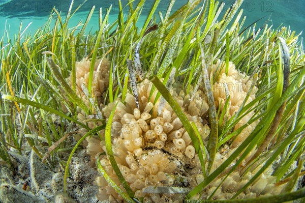 Mangrove ascidians