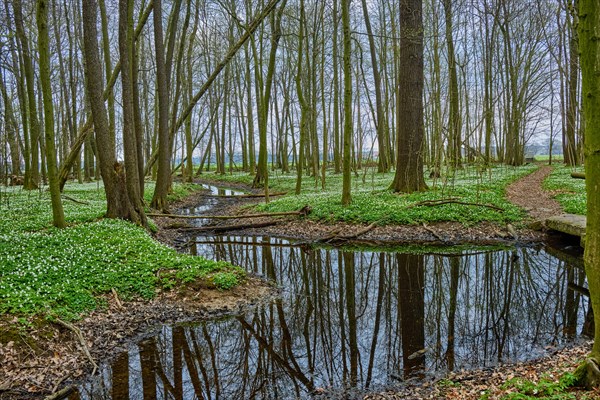 The Lasker Auenwald nature reserve in the Sorbian settlement area in spring