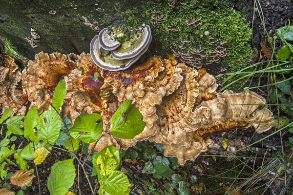 Giant polypore