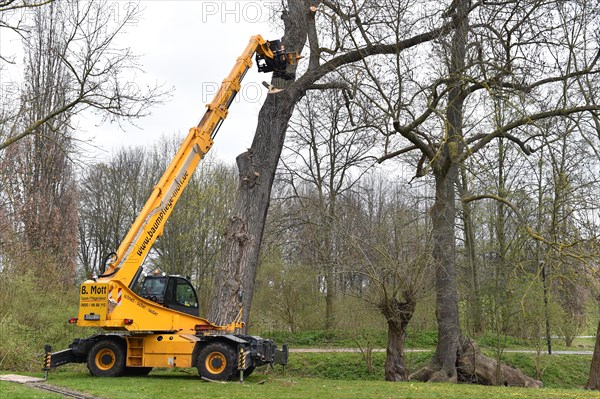 Tree felling with a felling crane in Vellmar