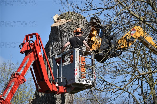 Tree felling with a felling crane in Vellmar