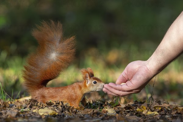 Eurasian red squirrels