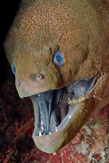 Symbiosis symbiotic behaviour in coral reef of predator giant moray