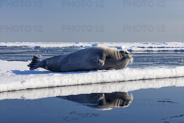 Bearded seal