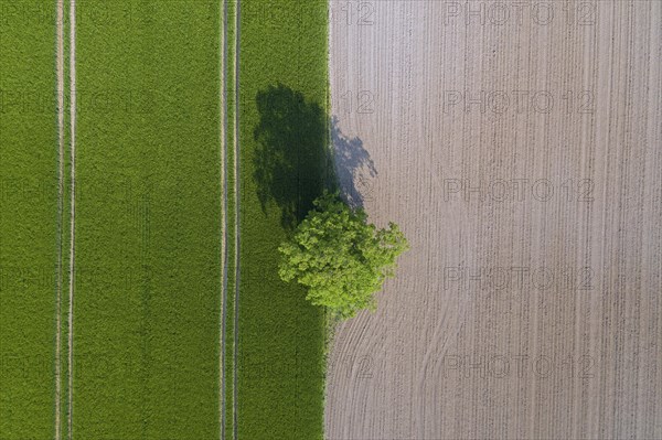 Aerial view over solitary common oak