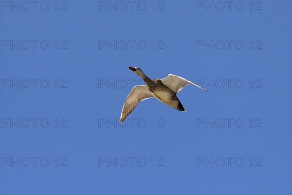 Gadwall