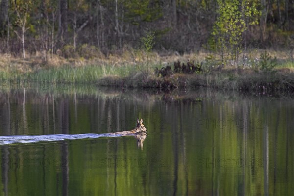 Roe deer