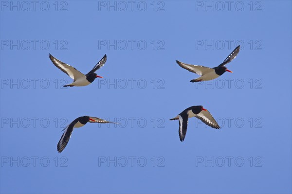 Flock of Common Pied Oystercatchers