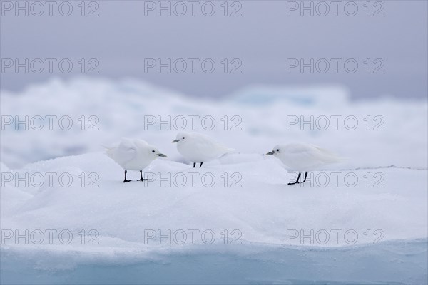 Three ivory gulls