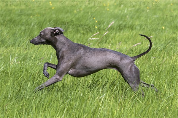 Italian Greyhound