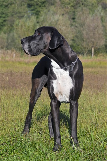 Great Dane