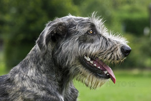 Irish wolfhound