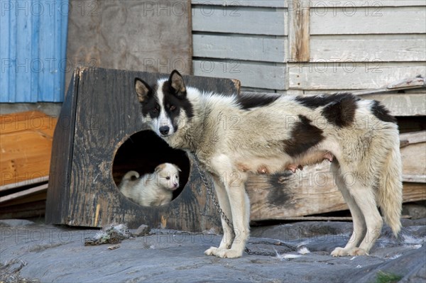 Greenland dog