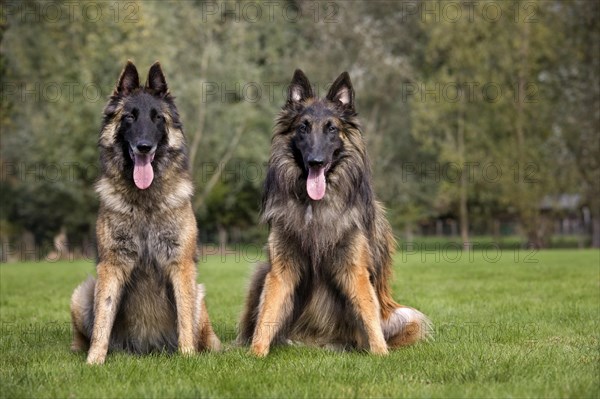 Belgian Shepherd Tervuren