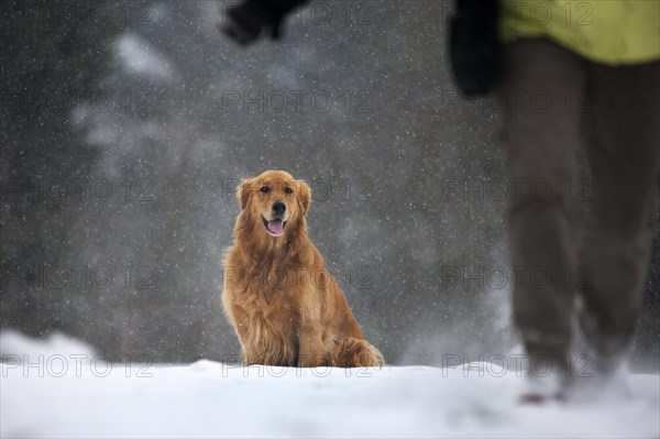 Golden retriever dog in the snow in forest during snowfall in winter