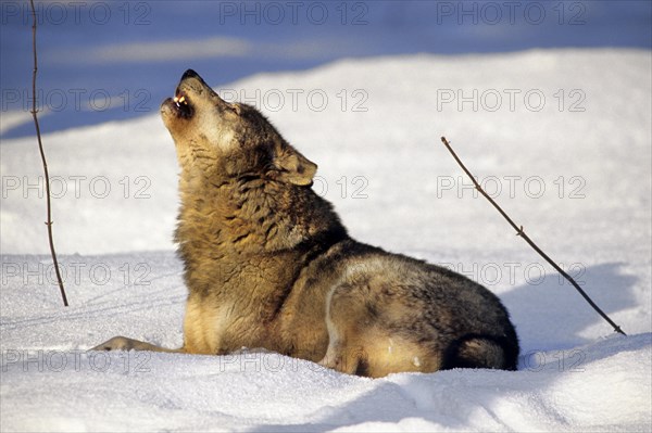 Howling wolf