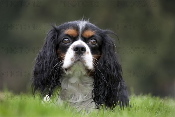 Cavalier King Charles Spaniel in garden