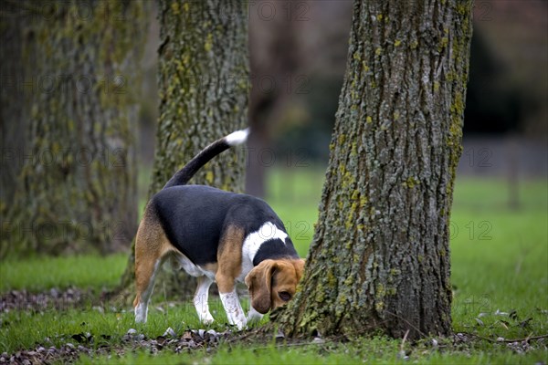 Tricolour Beagle dog sniffing at tree in garden