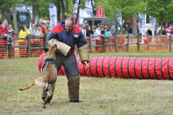 Military attack dog