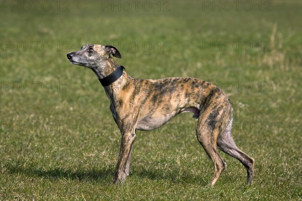 Whippet