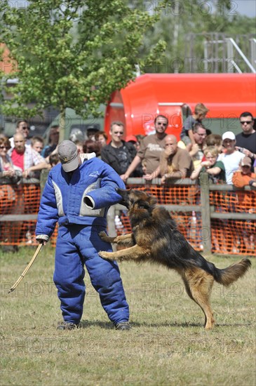 Military attack dog