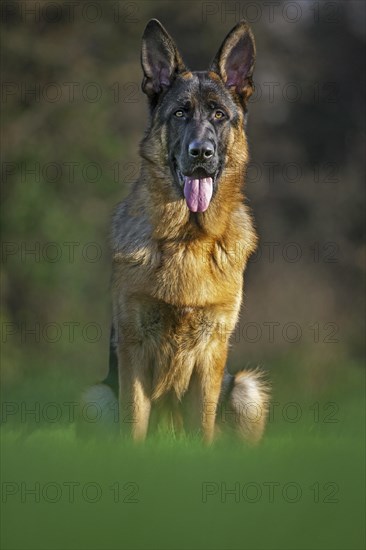 German shepherd dog