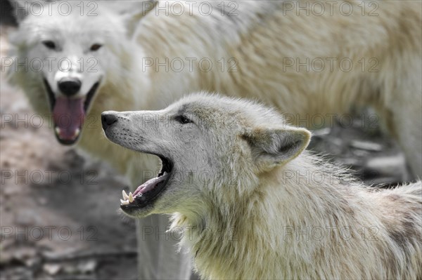 Hudson Bay wolf pack