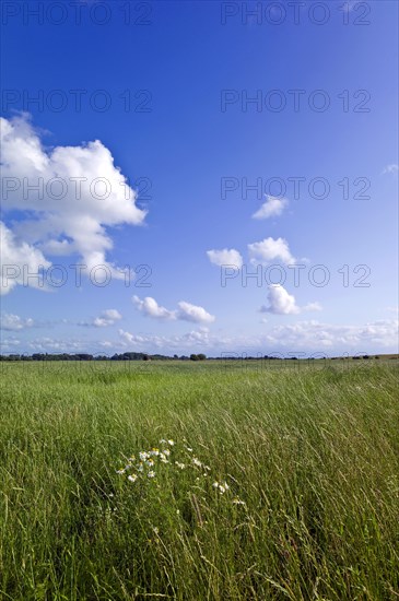 Dike hinterland near Dorum