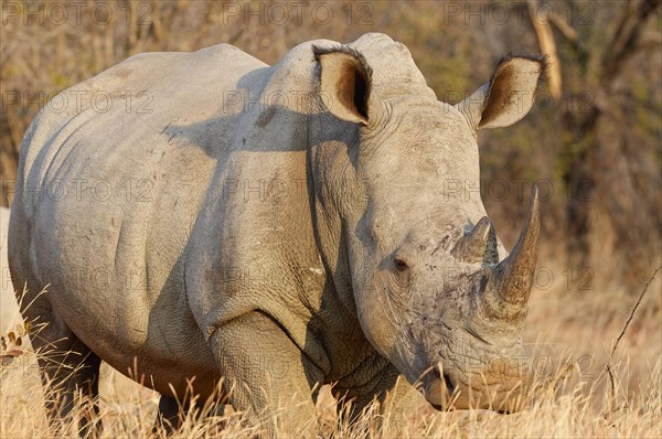 White rhinoceros