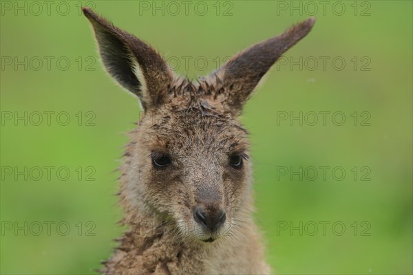 Eastern grey kangaroo