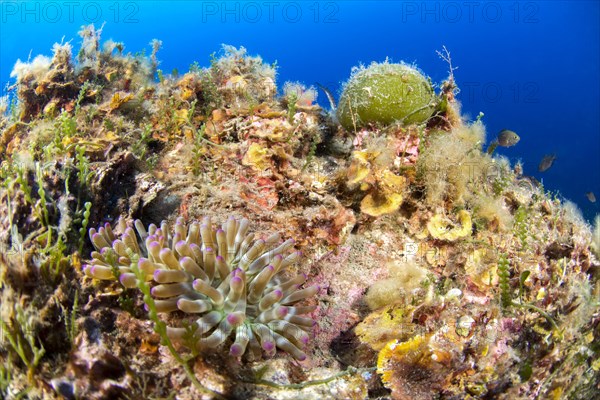 Fat anemone Cribrinopsis crassa